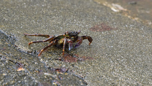 Close-up of insect