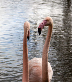 Flamingos in lake