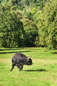 View of a horse on field