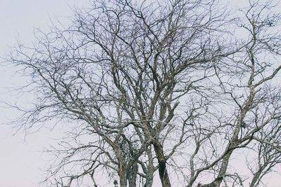 Low angle view of bare tree against sky