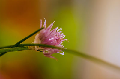 Close-up of pink flower