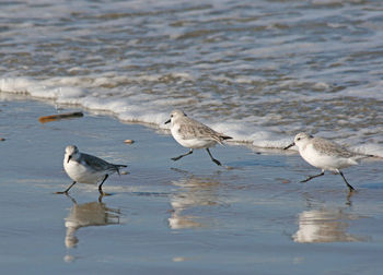 Seagulls on shore