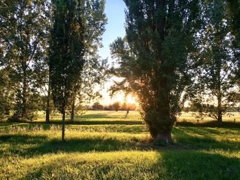 Trees on grass against sky