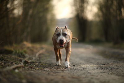 Portrait of dog running