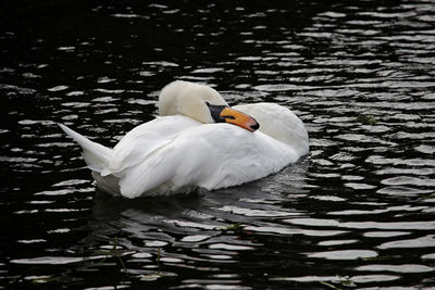 Swan floating on lake