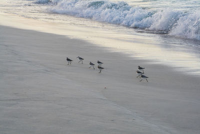 Birds perching on shore at beach