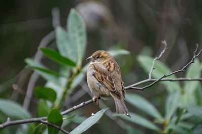 Close-up of bird perching on branch