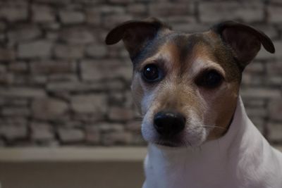 Close-up portrait of dog