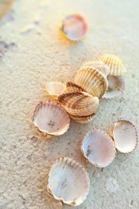 Close-up of seashells on beach