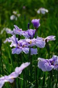 Close-up of purple flowering plant on field