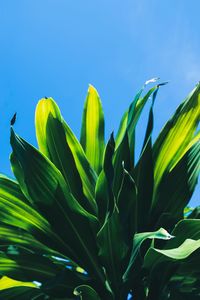 Low angle view of plant against clear blue sky