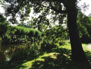 Trees in forest