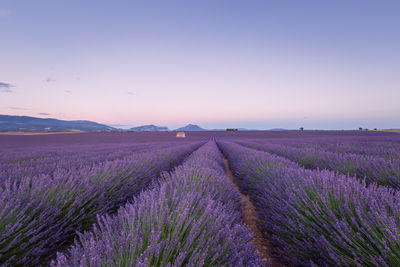 Scenic view of field against sky during sunset