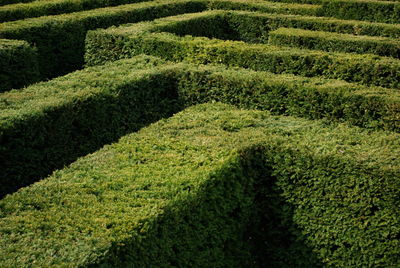 High angle view of a maze 