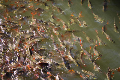 Thailand, kanchanaburi, the beautiful khwae noi river, clear and cool water, see the fish.