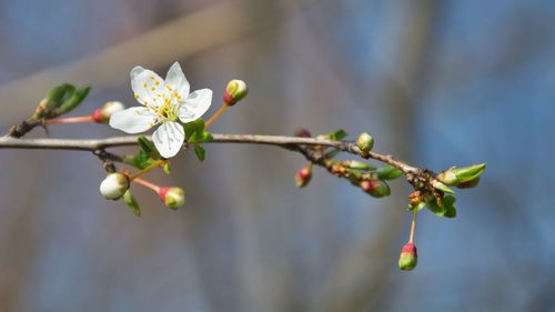 Close-up of cherry blossoms in spring
