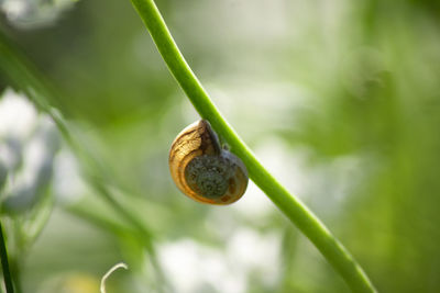 Close-up of snail on plant