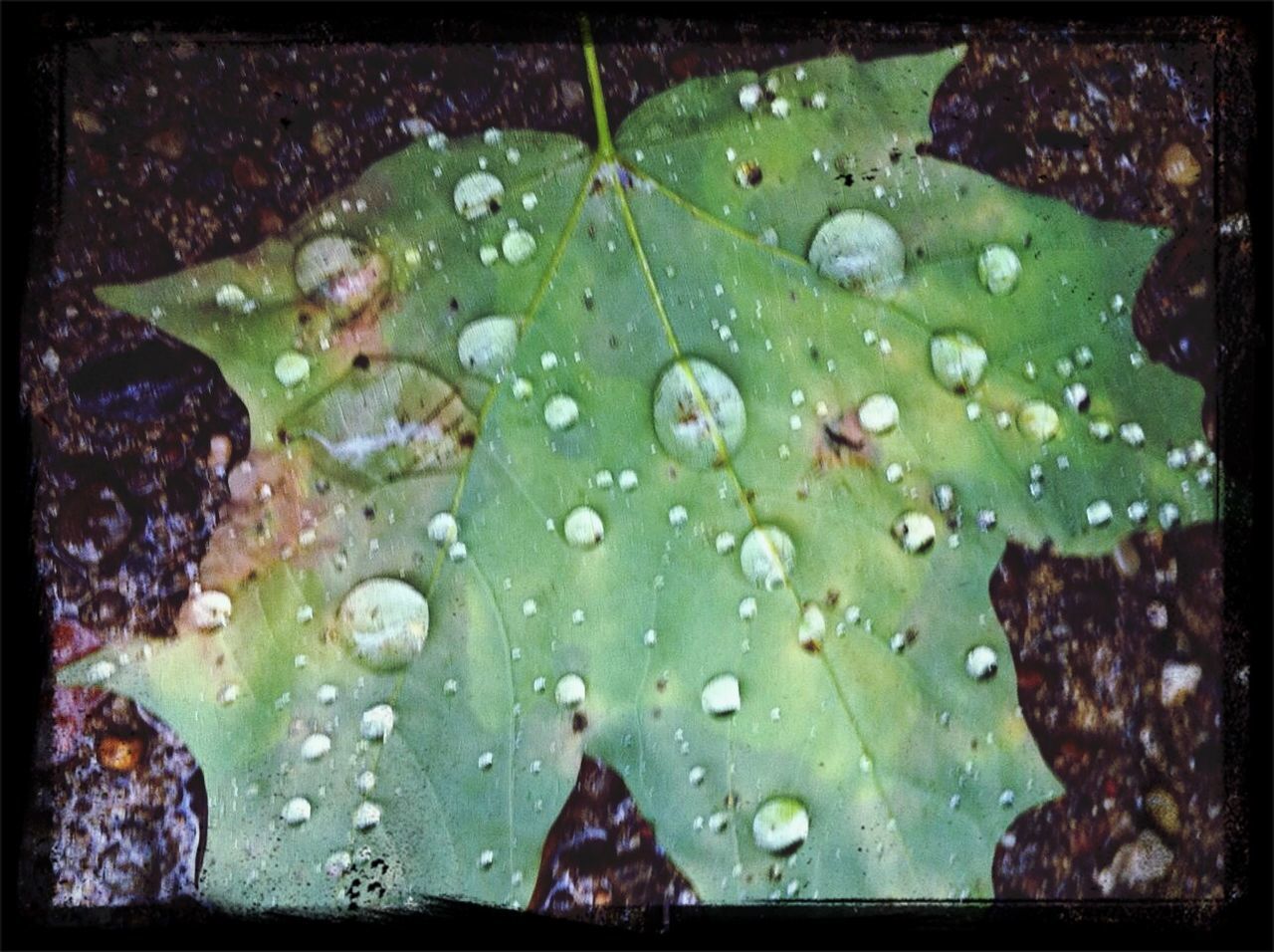 leaf, water, wet, drop, green color, transfer print, close-up, nature, auto post production filter, growth, raindrop, rain, leaf vein, leaves, freshness, high angle view, plant, beauty in nature, season, pond