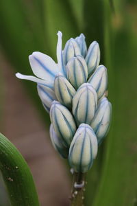 Close-up of flowering plant