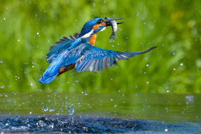 Close-up of bird flying over lake