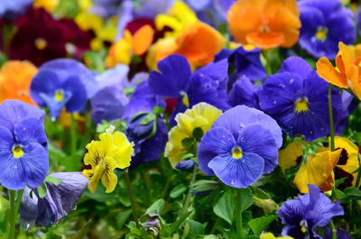 Close-up of purple flowering plants