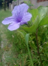 Close-up of purple flower blooming outdoors