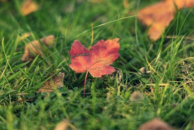 Close-up of red maple leaves on land