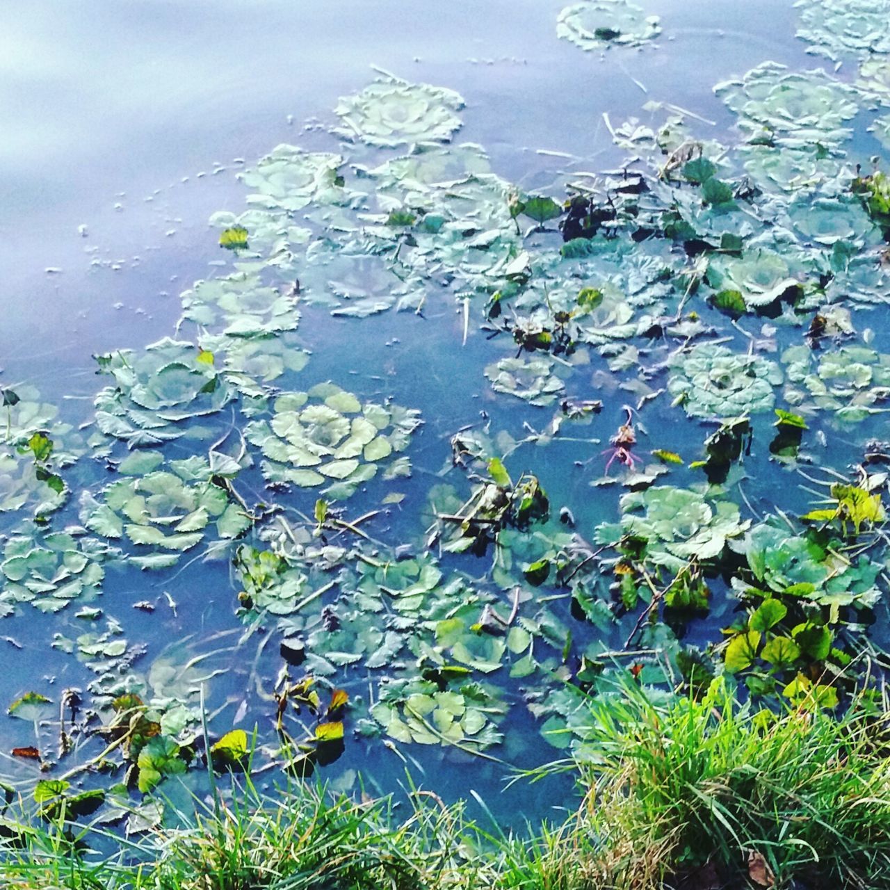 VIEW OF PLANTS IN WATER