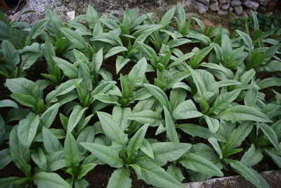 High angle view of plants growing on field