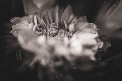 Close-up of rose flower