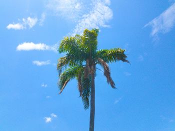 Low angle view of coconut palm tree against blue sky