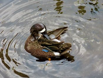 High angle view of mallard duck swimming in lake