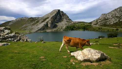 Side view of cow walking on grassy field by lake against sky