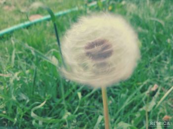 Close-up of grassy field