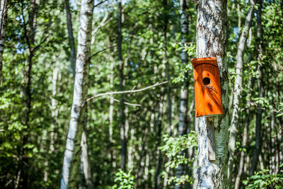 Close-up of birdhouse on tree trunk