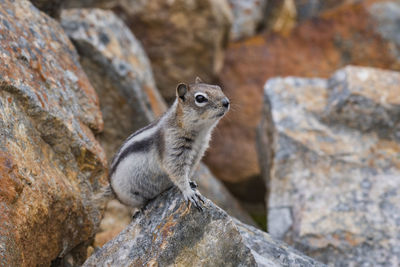 Close-up of lizard on rock