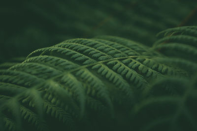 Close-up of fern leaves