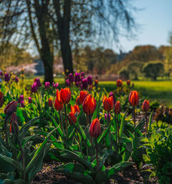 Close-up of red tulips in field