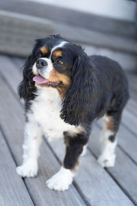 Close-up of a dog looking away
