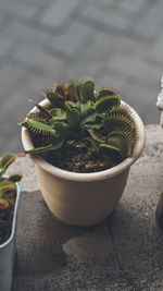 Close-up of potted venus plant