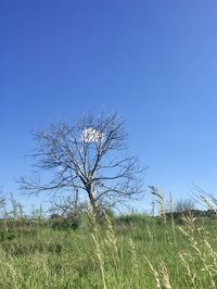 Plant on field against clear blue sky