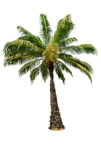 Close-up of palm tree against clear sky