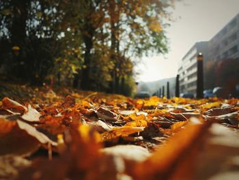 Close-up of autumnal leaves