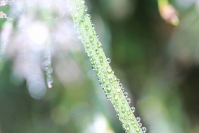 Close-up of plant against blurred background