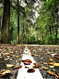 Surface level of fallen leaves on footpath in forest