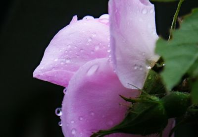 Close-up of pink flower