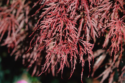 Close-up of red leaves on tree