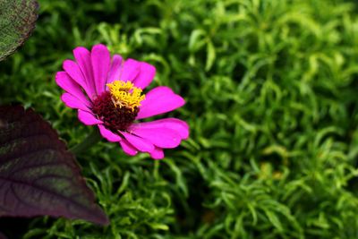 Close-up of pink flower