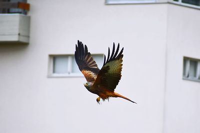 Low angle view of red kite flying