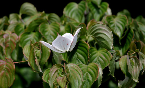 Close-up of butterfly on plant